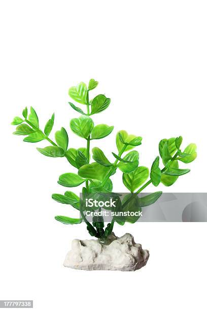 Plastic Seaweed Stock Photo - Download Image Now - Fish Tank, Plant, Decoration