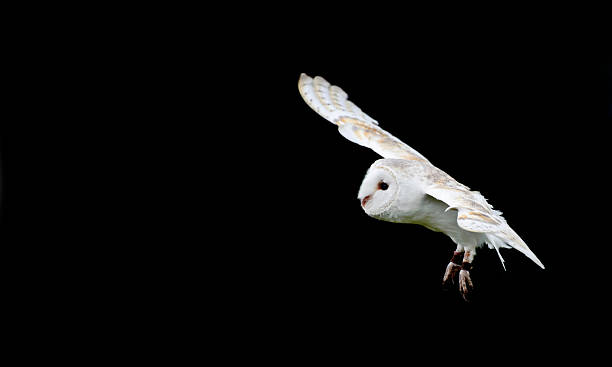 istock Barn owl bird of prey in falconry display 177797341