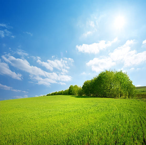 istock Field of grass and trees 177798105