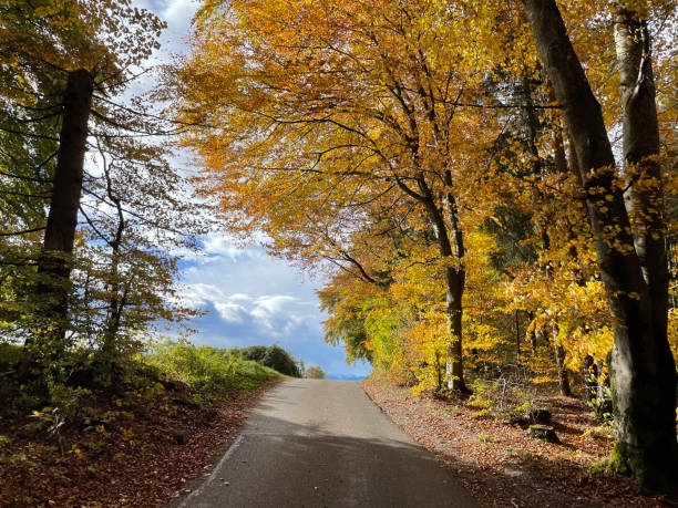 istock Autumn Trail Scenic Road 1777981113