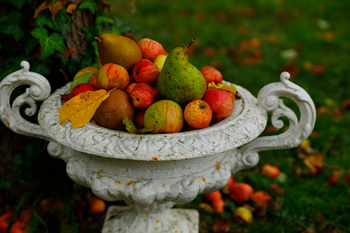 Apples and pears fallen from trees in an orchard