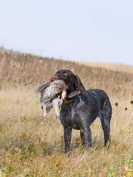 istock German Wirehair with a Sharptailed Grouse 177798539