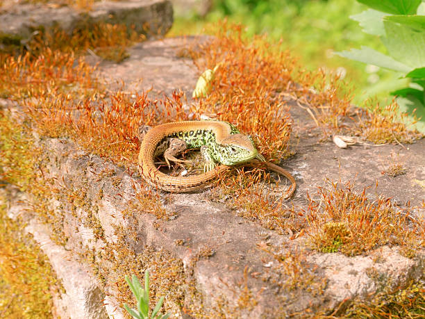 lagarto de arena - lacerta agilis fotografías e imágenes de stock