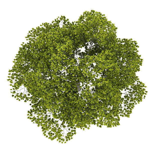 istock top view of american beech tree isolated on white background 177798604