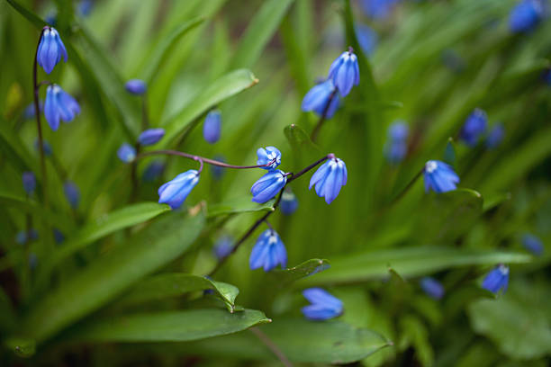 istock Little blue bell flowers 177798625