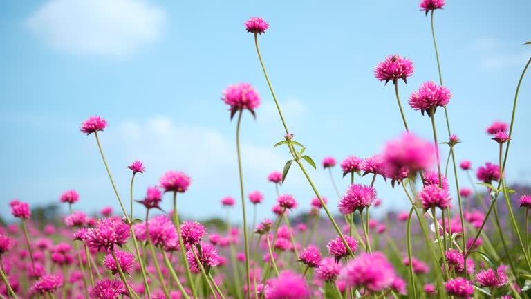 Beautiful pink flowers.