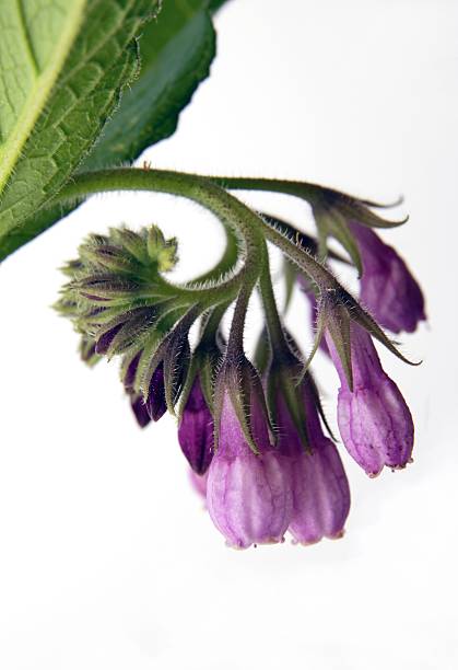 comfrey with lila flowers stock photo