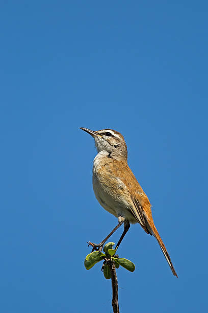 Kalahari Scrub-Robin (Robin); stock photo