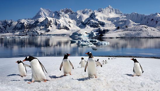 Travel and expedition image with snow, mountains and bay at port Charcot, Booth Island in Antarctica. Stunning peaceful winter landscape with blue sky in January.