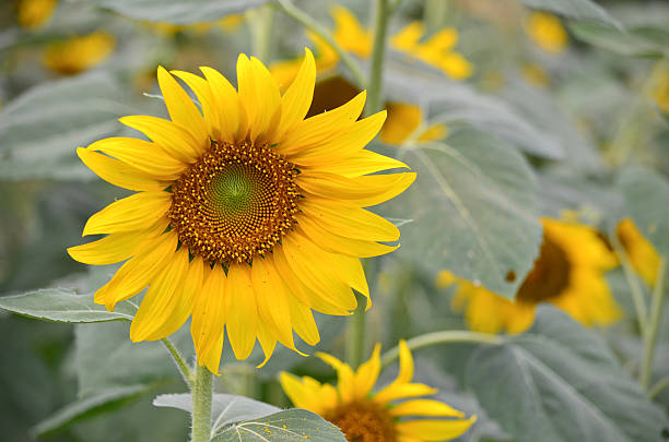 istock Beautiful yellow sunflowers 177799692