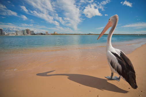 A lonely pelican dreams of getting away on sunny holiday!
