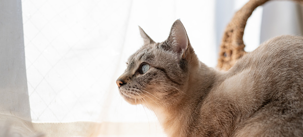 Beautiful ragdoll cat lying on his cushion by window at home