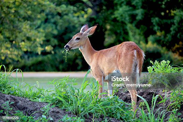 Close Up Of Whitetailed Doe Munching On Grass Stock Photo - Download Image Now - Doe, Deer, Forest
