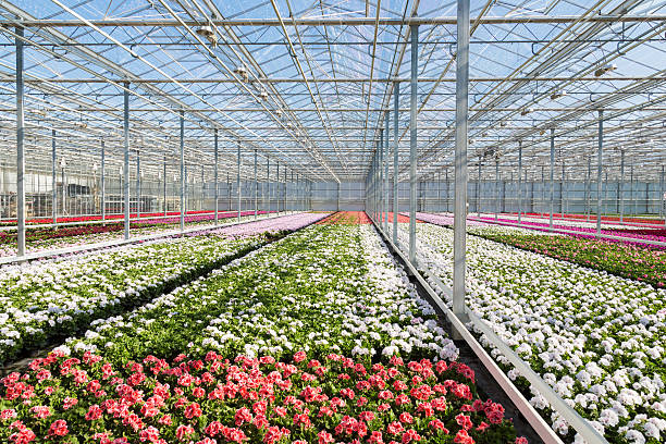 istock Greenhouse with colorful geranium plants 177800259