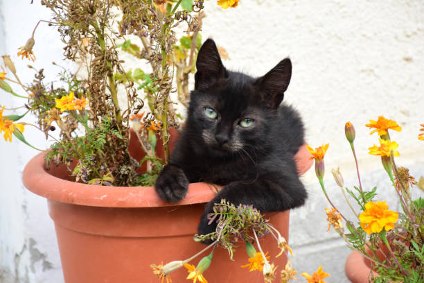 istock Cute black kitten sits and relaxes in a flower pot 1778002601