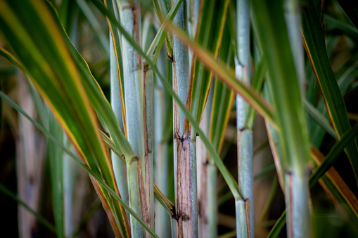 Close up of a green palm branch inside the tropical rainforest.