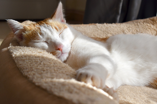 Cat sleeping in the sun in cat bed. Ginger and white cat relaxing at home.