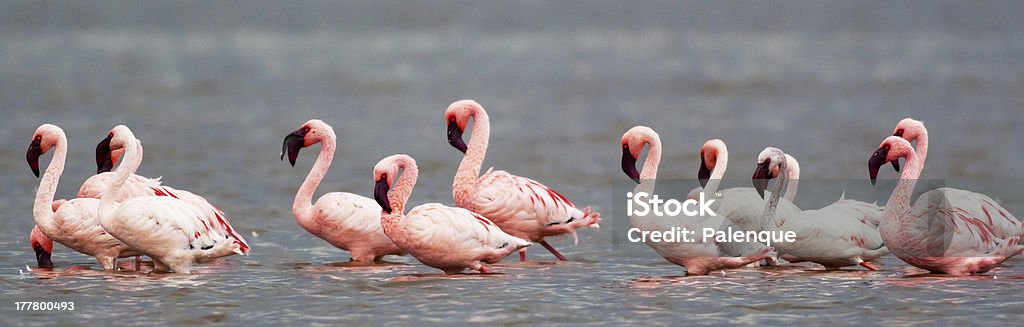 Flamingos no Lago Nakuru - Foto de stock de Animais de Safári royalty-free