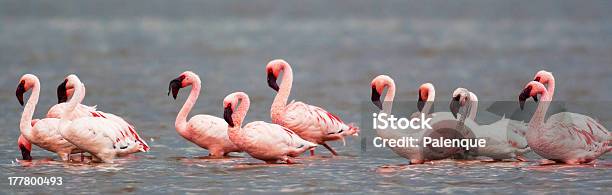 Foto de Flamingos No Lago Nakuru e mais fotos de stock de Animais de Safári - Animais de Safári, Animal selvagem, Cor Vibrante