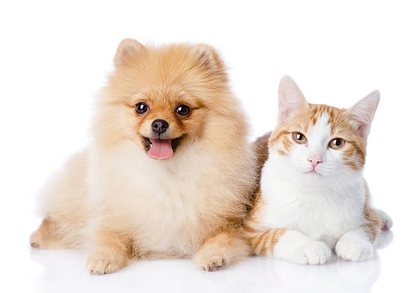 cat and spitz dog together orange cat and spitz dog together. looking at camera. isolated on white background spitz type dog stock pictures, royalty-free photos & images