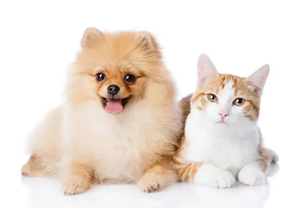 orange cat and spitz dog together. looking at camera. isolated on white background