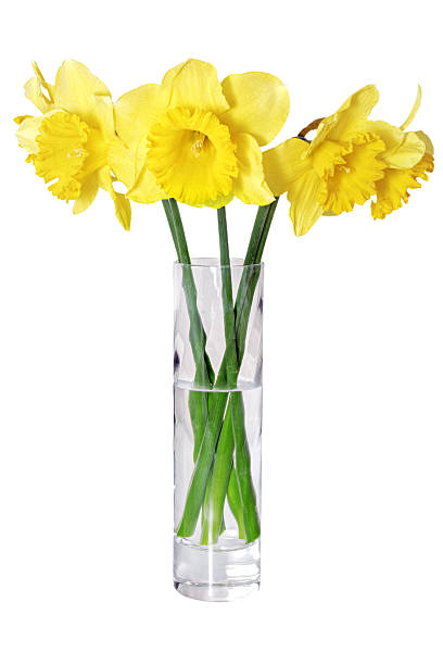 istock Beautiful spring flowers in vase: yellow  narcissus (Daffodil) 177800551