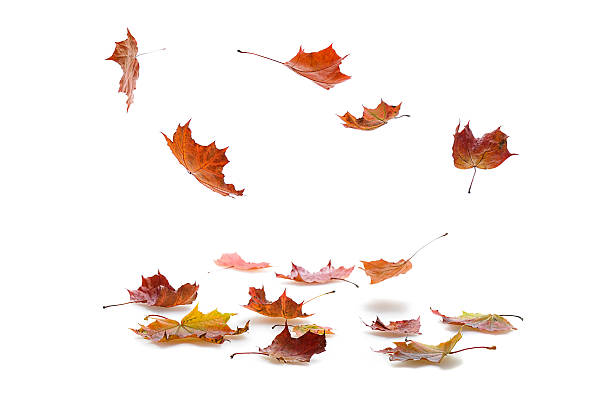 istock Isolated picture of falling autumn leaves 177800601