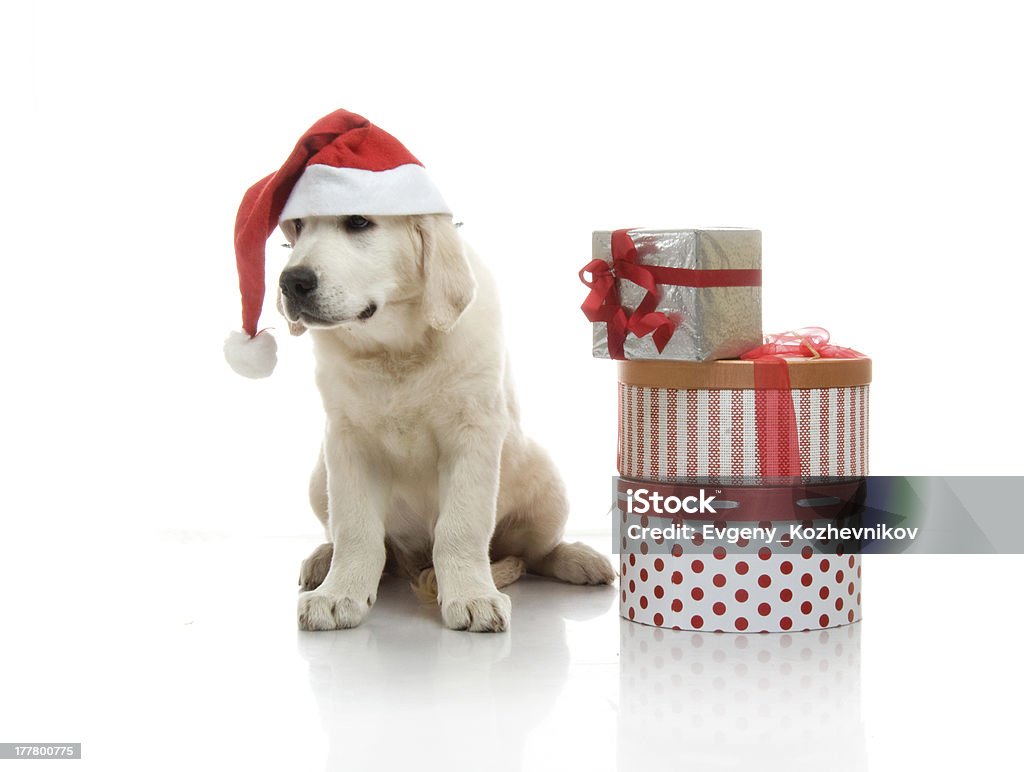 Três meses, Labrador Dourado cachorrinho com um chapéu de Papai Noel vermelho - Foto de stock de Animal royalty-free