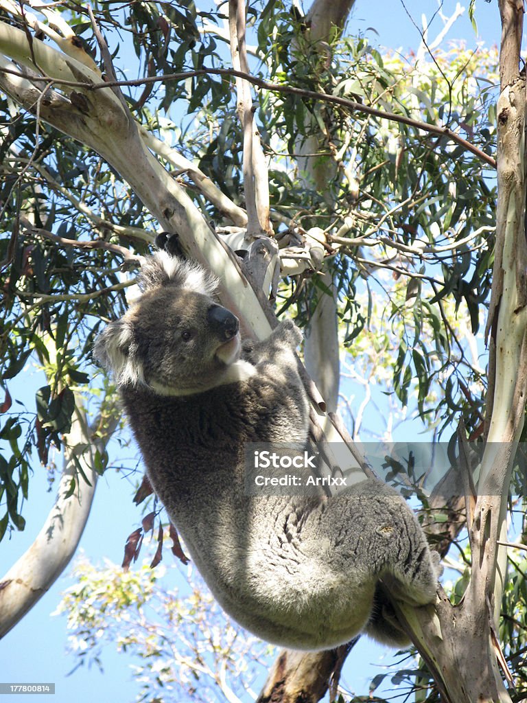 Koala en árbol - Foto de stock de Actividad libre de derechos