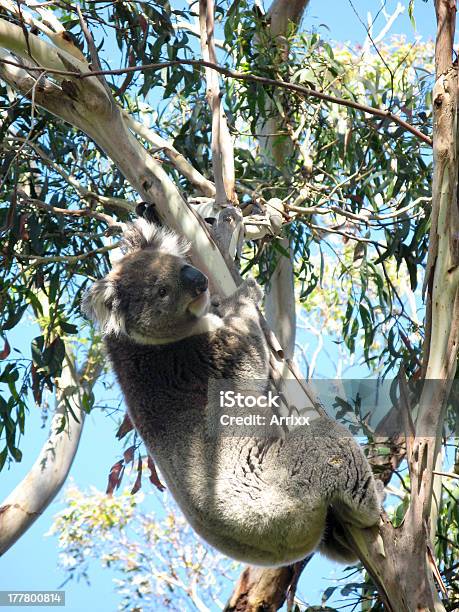 Koala Sullalbero - Fotografie stock e altre immagini di Albero - Albero, Ambientazione esterna, Animale