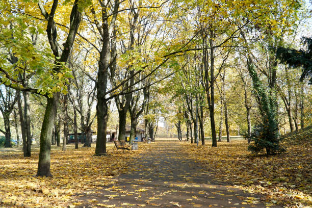 istock Alley in park with leaves on ground - fall time 1778008300