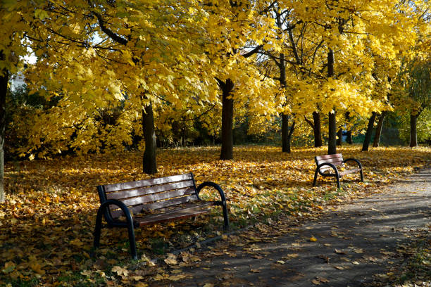 istock Alley in park with benches - fall time 1778010542