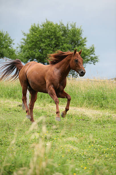 istock Nice Quarter horse stallion running on pasturage 177801172