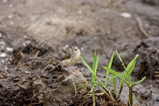 leonado-prinia de dorso - bird blade razor blade blade of grass fotografías e imágenes de stock