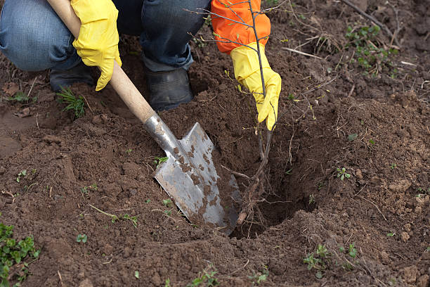 giardiniere reset germoglio nel suolo - pleasance foto e immagini stock