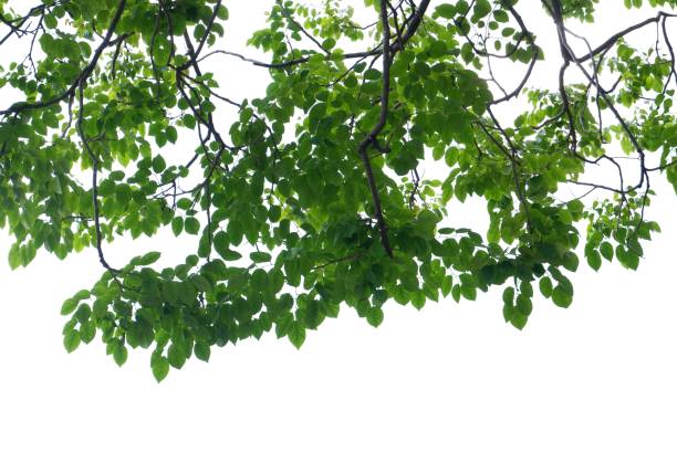 istock A Tropical tree with leaves branches and sunlight, on white isolated background for green foliage backdrop 1778015719