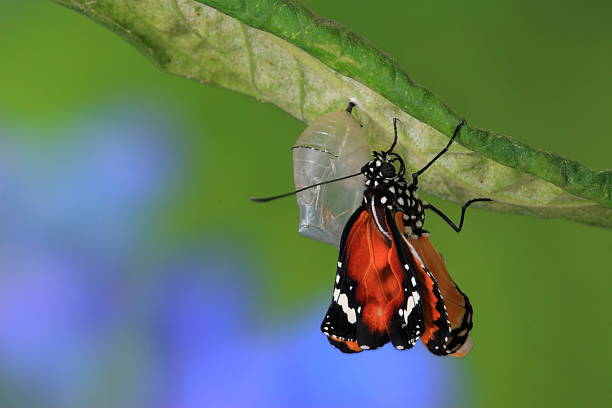 Close-up of a newly formed butterfly emerging from cocoon amazing moment about butterfly change form chrysalis . morph transition stock pictures, royalty-free photos & images