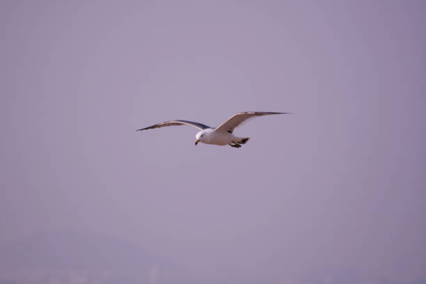 seagull flying in the sky Oido, Ansan-si, Gyeonggi-do, Korea asa animal stock pictures, royalty-free photos & images