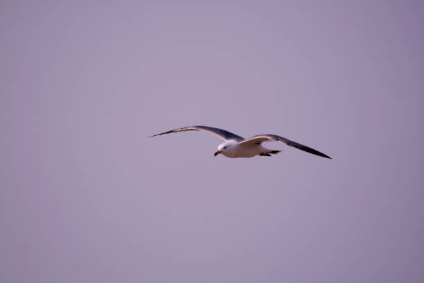 seagull flying in the sky Oido, Ansan-si, Gyeonggi-do, Korea asa animal stock pictures, royalty-free photos & images