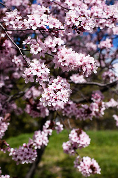 istock Pink cherry flowers blooming in springtime. 177801981