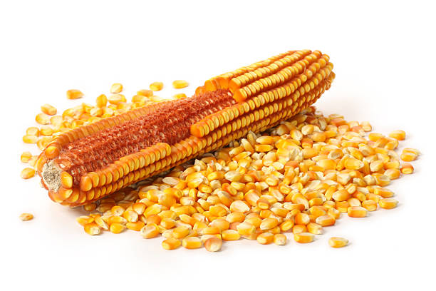 말린 cob 콘 - corn on the cob corn dry dried food 뉴스 사진 이미지