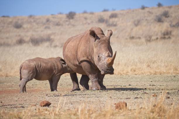 istock Rhinoceros cow and her suckling calf 1778021856