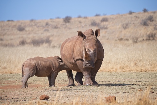 Rhinoceros cow and her suckling calf in a winter grassland