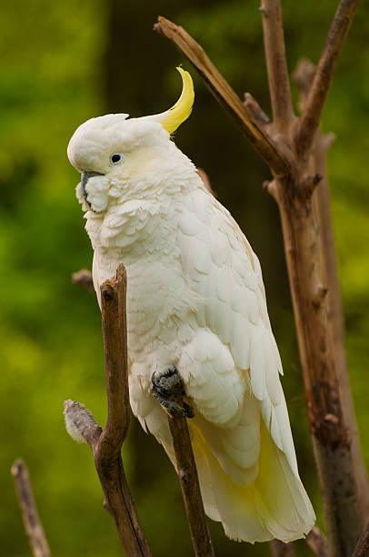 Biały Cockatoo leżącej na oddział – zdjęcie