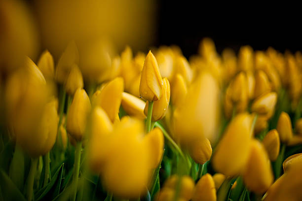 Tulips - foto de acervo