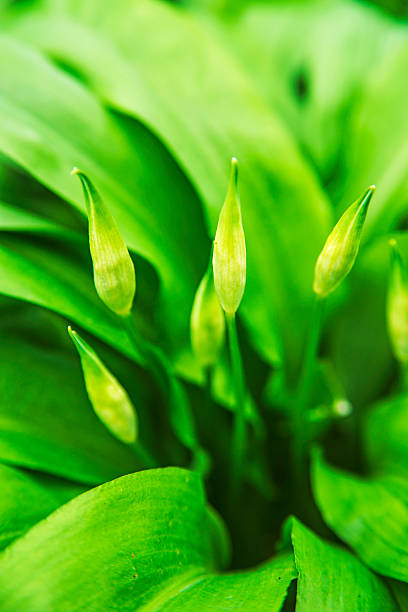 istock Wild garlic with bloom, Allium ursinum 177802462