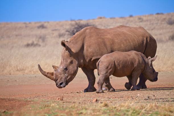 istock Rhinoceros cow and her calf in a winter grassland 1778024894