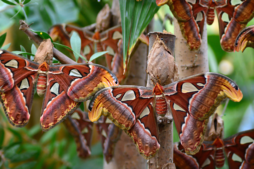 butterfly garden: Fully grown female Atlas moth in the family of Saturniidae moth. Close -up and view with spread wings. Group of moth`s.