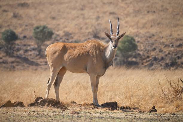 istock Side view of large common eland cow 1778025305