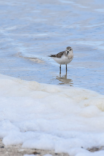 The Sanderling is a small, sprightly shorebird whose plumage looks quite pale in the non-breeding season. Flocks of sanderling are usually seen on open beaches, well known for running back-and-forth chasing waves and feeding actively in the sand.